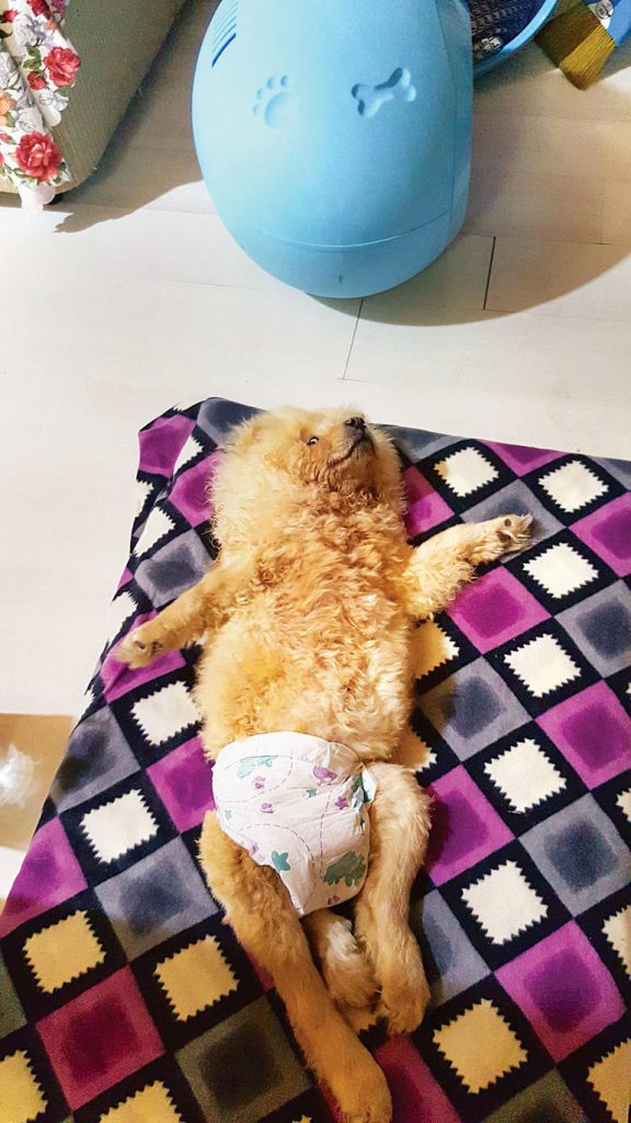 Engelli kediköpeklerin meleği Ayşe ARMAN Kişisel Web Sitesi